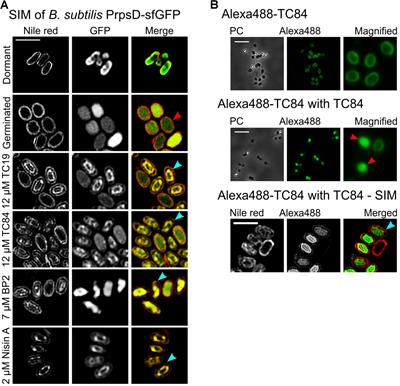 Cationic Amphipathic Antimicrobial Peptides Perturb the Inner Membrane of Germinated Spores Thus Inhibiting Their Outgrowth